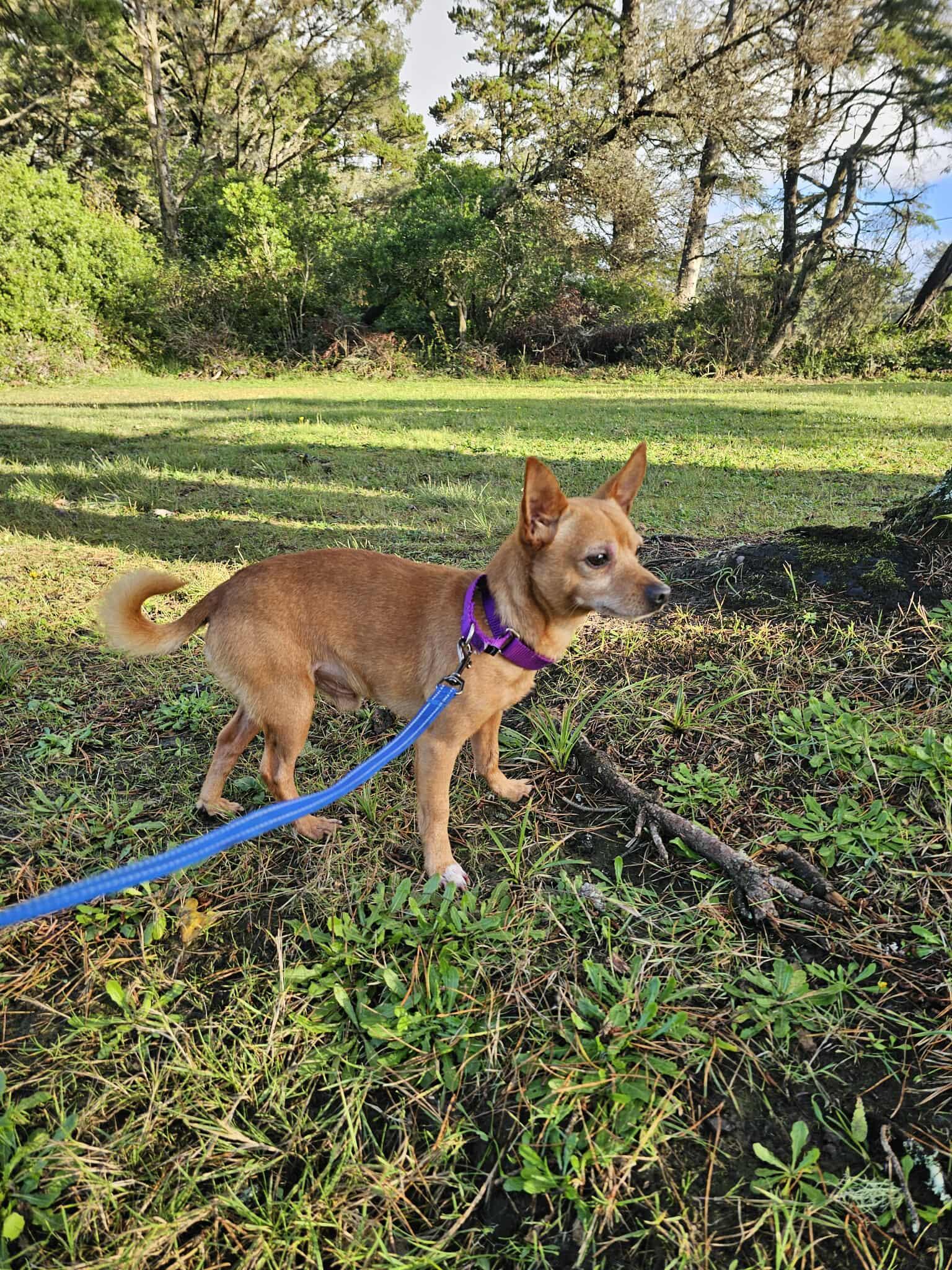 Kingston, Adoptable, Adult Male Chihuahua.