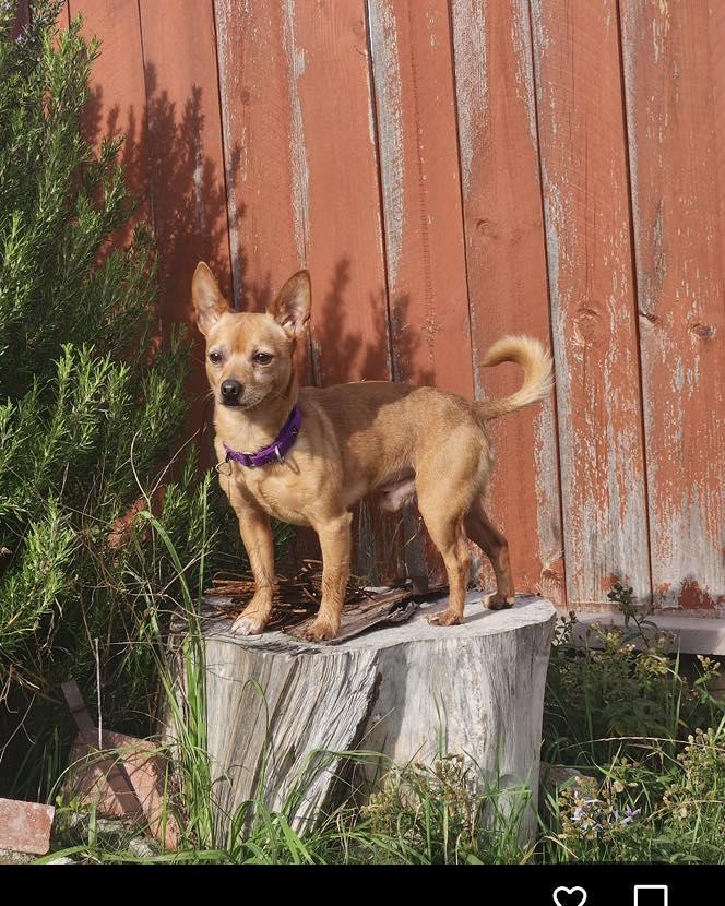 Kingston, a Adoptable mixed breed in Crescent city, CA image 2/6