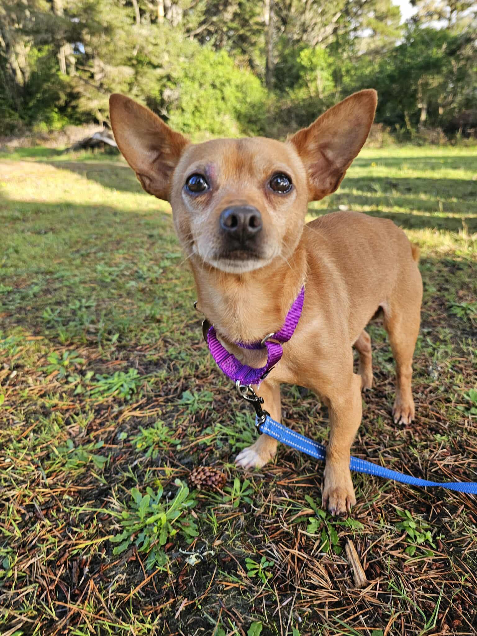 Kingston, a Adoptable mixed breed in Crescent city, CA image 3/6
