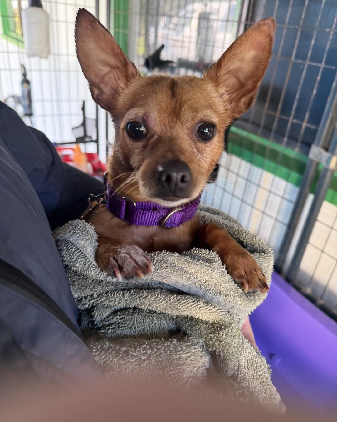 Kingston, a Adoptable mixed breed in Crescent city, CA image 4/6