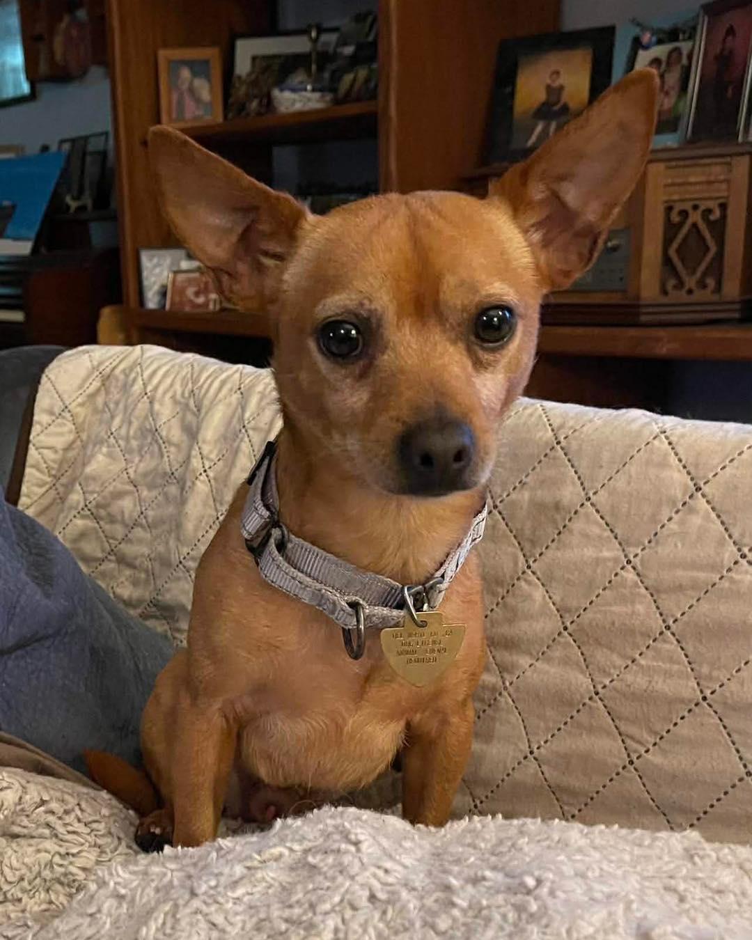 Kingston, a Adoptable mixed breed in Crescent city, CA image 5/6