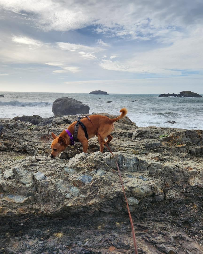 Kingston, a Adoptable mixed breed in Crescent city, CA image 6/6