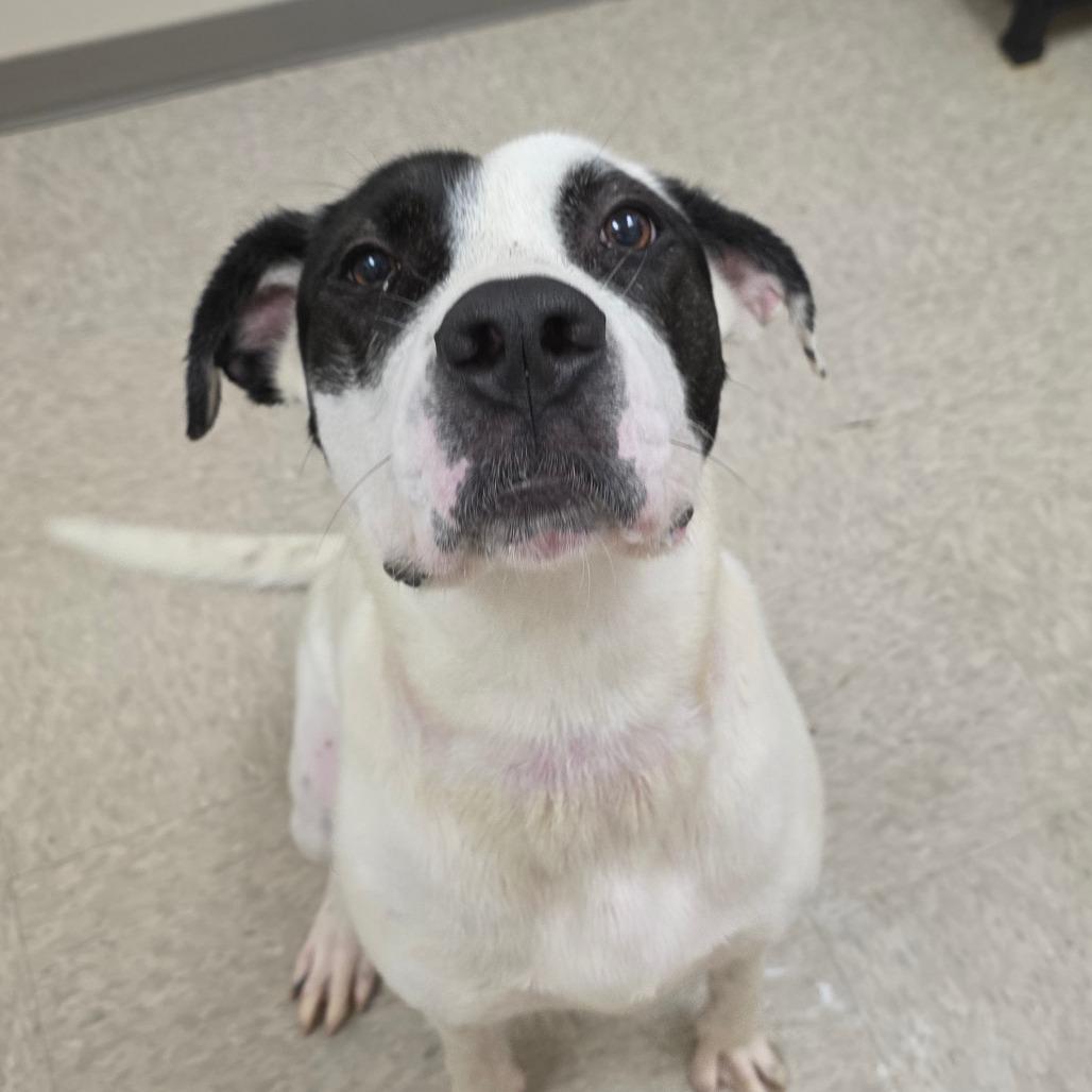 Shawnee, Adoptable, Adult Female Hound & Mixed Breed.