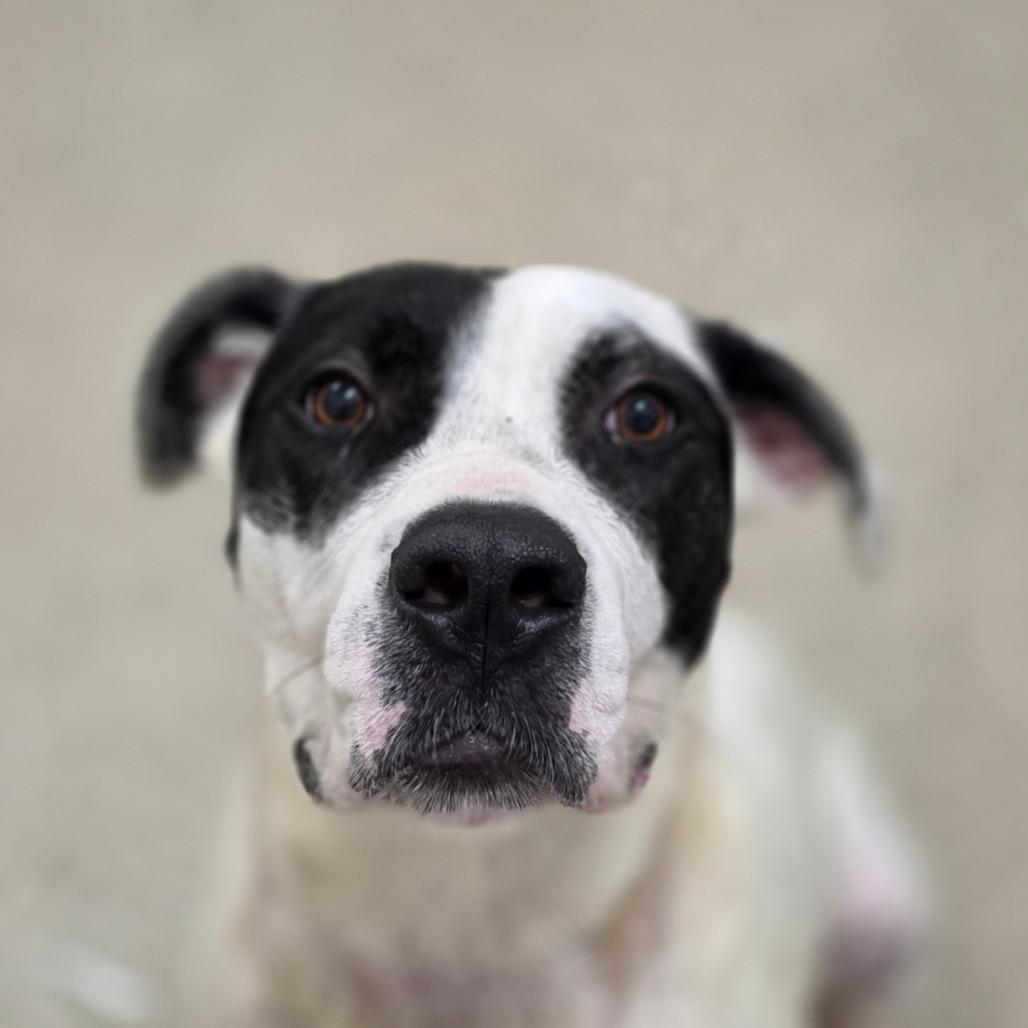Enlarge Shawnee, a Adoptable mixed breed in Chatham, VA image 2/2