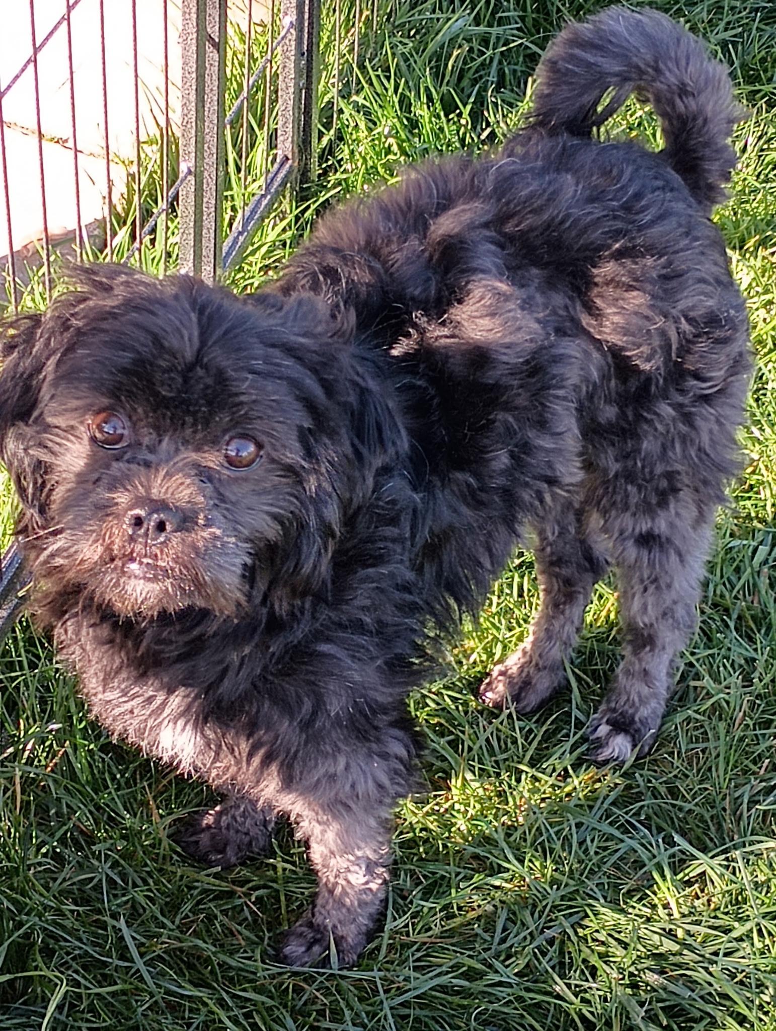 Chibs, Adopted, Young Male Mixed Breed.