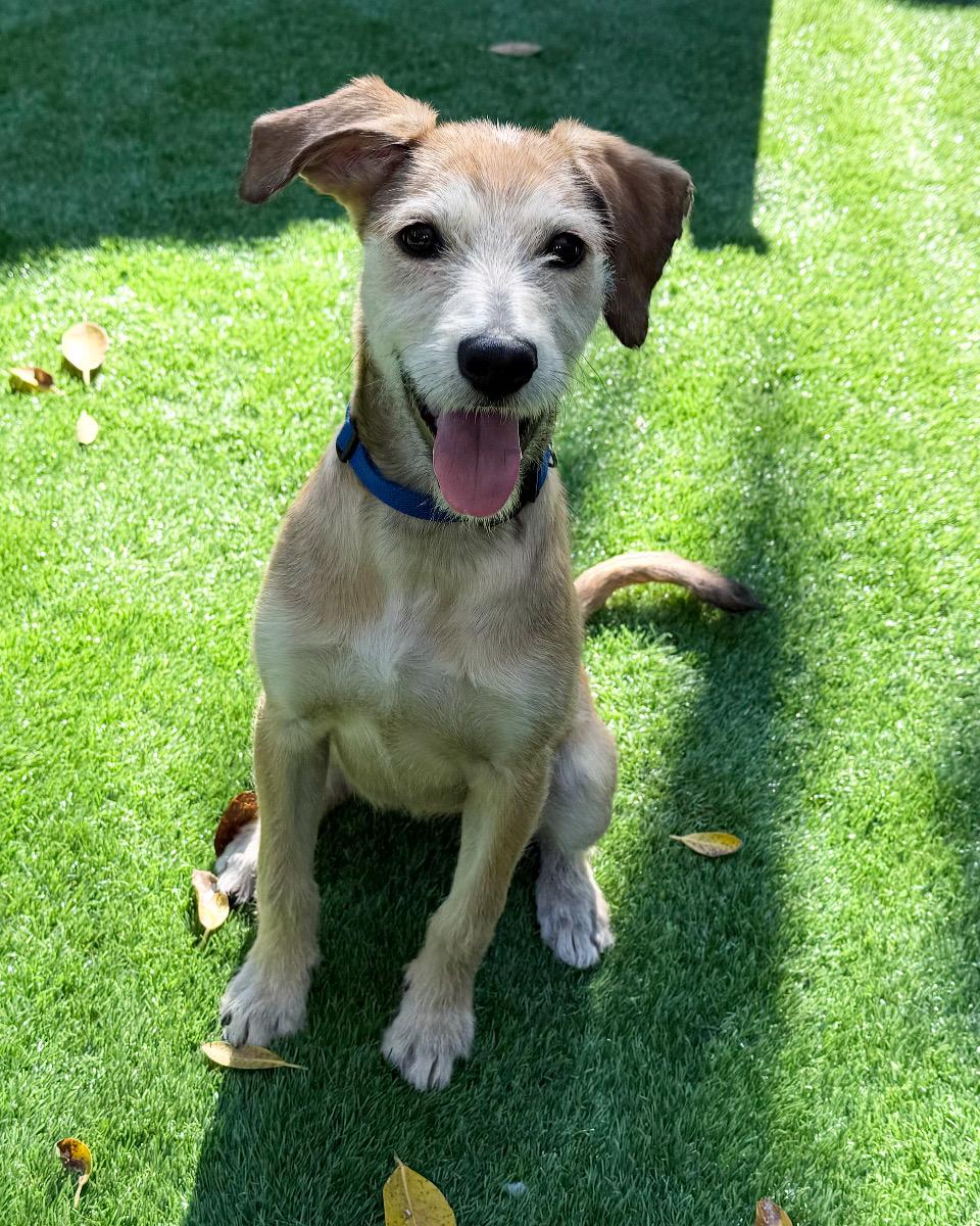 Enlarge Roo, a ADOPTABLE mixed breed in Miami, FL image 1/1