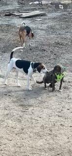 Enlarge Justin (JJ), an adopted Hound in Paterson, NJ image 4/4