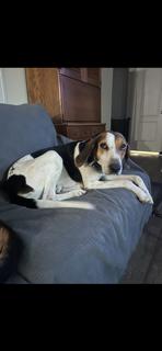 Enlarge Justin (JJ), an adopted Hound in Paterson, NJ image 2/4