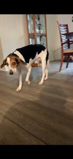 Justin (JJ), adopted, Young Male Hound.