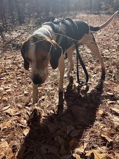 Enlarge Justin (JJ), an adopted Hound in Paterson, NJ image 3/4