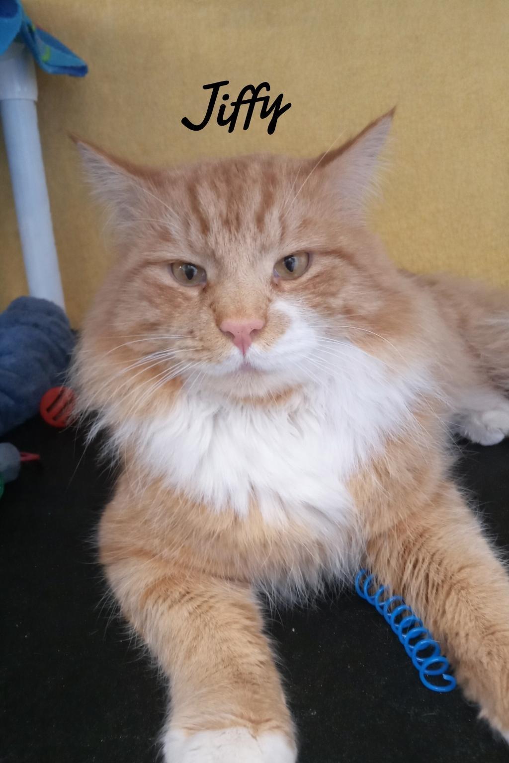 Jiffy, a Adopted Domestic Medium Hair in Naugatuck, CT image 1/3