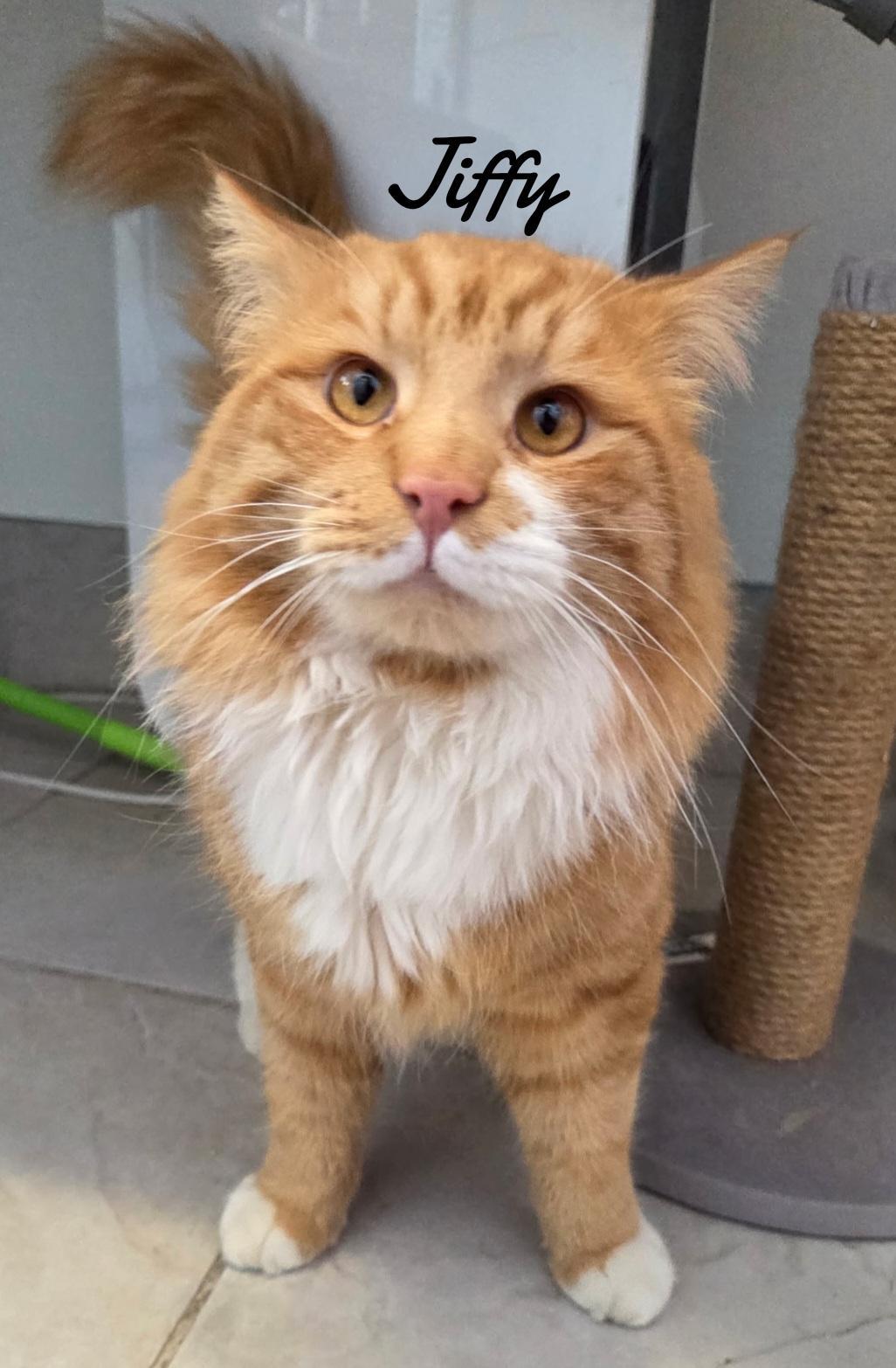 Jiffy, a Adopted Domestic Medium Hair in Naugatuck, CT image 2/3