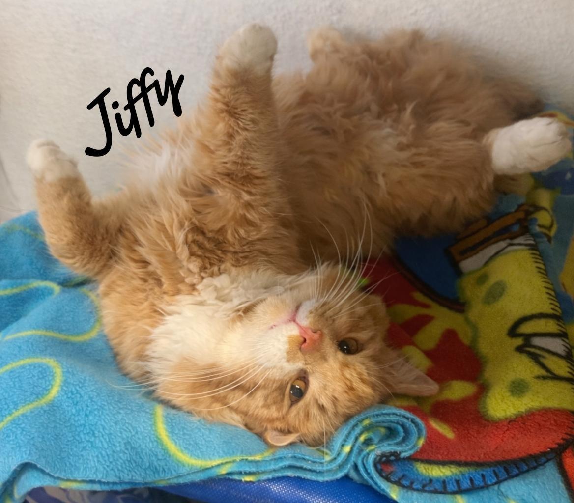 Jiffy, a Adopted Domestic Medium Hair in Naugatuck, CT image 3/3