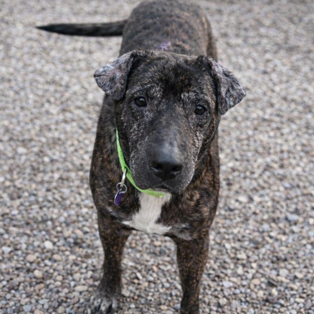 Enlarge Walter, a ADOPTABLE Mixed Breed in North Vernon, IN image 1/5