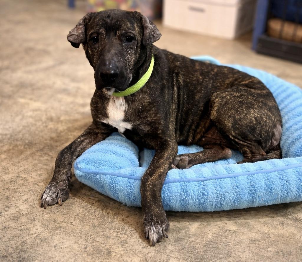 Enlarge Walter, a ADOPTABLE Mixed Breed in North Vernon, IN image 5/5