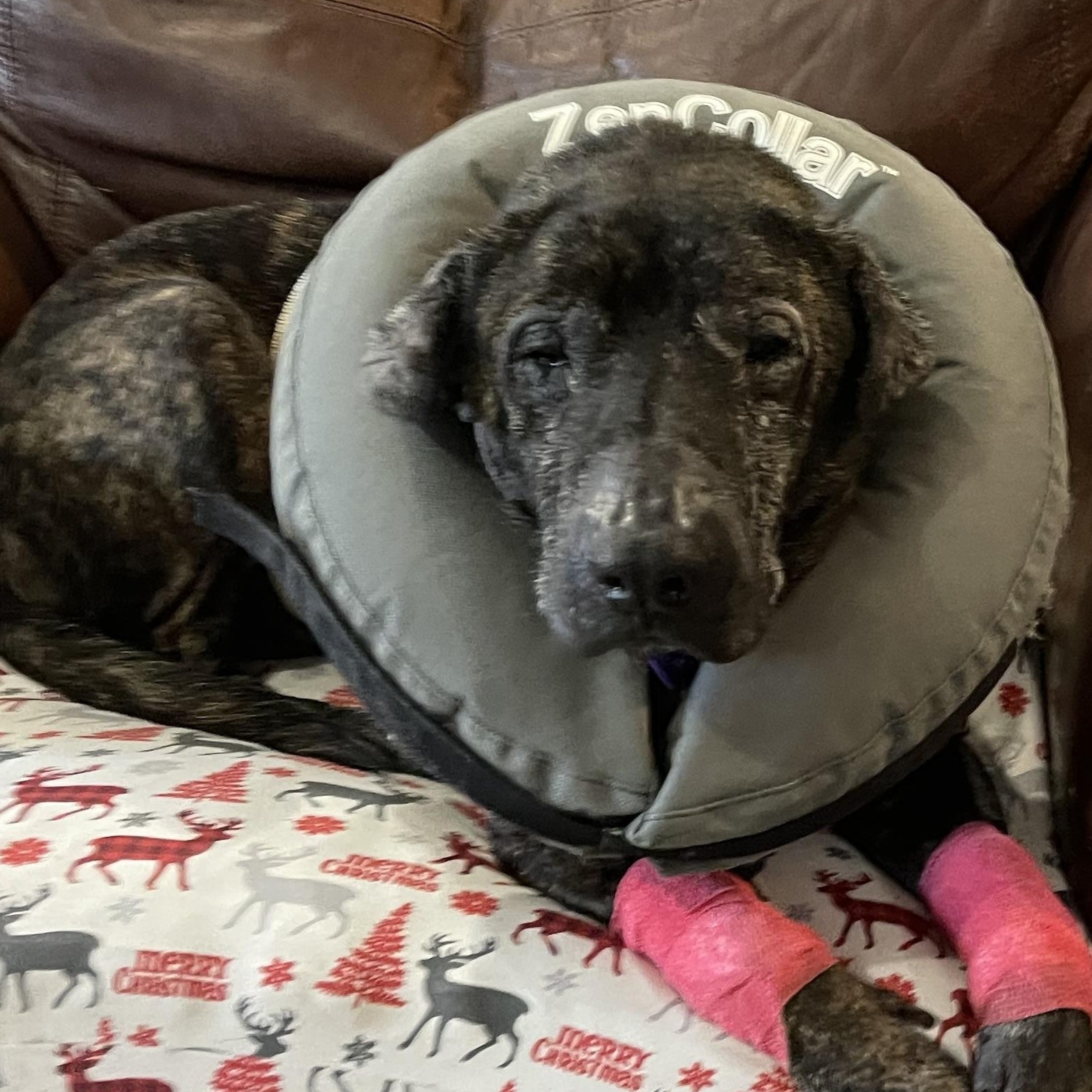 Enlarge Walter, a ADOPTABLE Mixed Breed in North Vernon, IN image 3/5