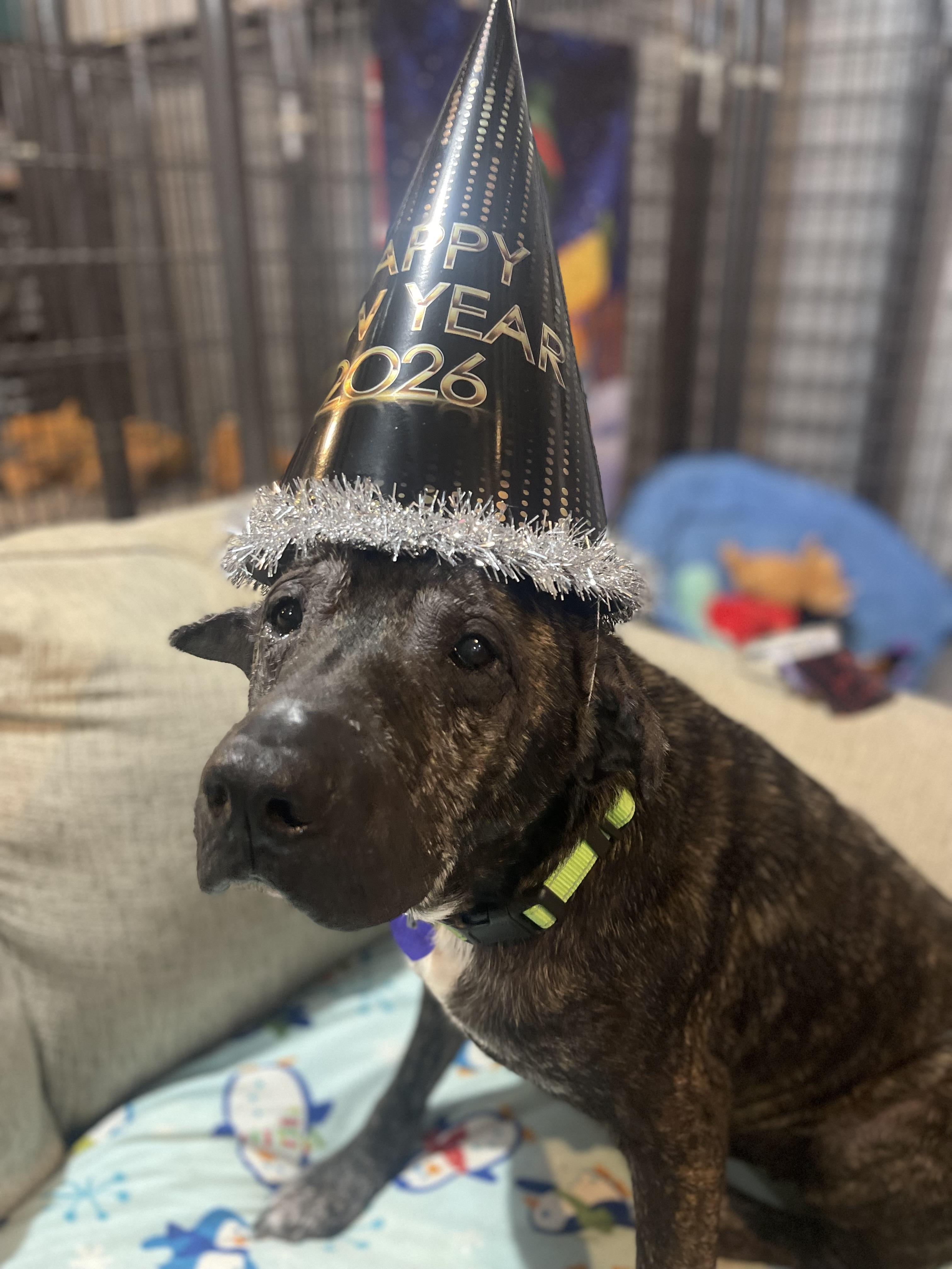 Enlarge Walter, a ADOPTABLE Mixed Breed in North Vernon, IN image 4/5