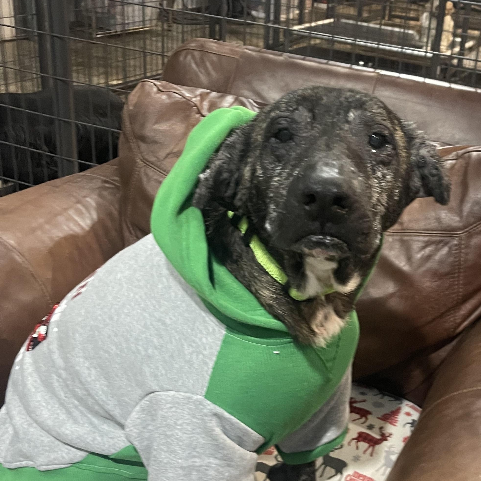 Enlarge Walter, a ADOPTABLE Mixed Breed in North Vernon, IN image 2/5