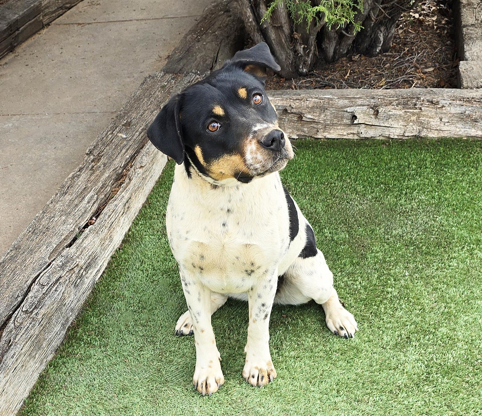 Enlarge Jaunty Ms Jazlyn = BEST of SHOW !!!, a Adoptable mixed breed in Albuquerque, NM image 2/2