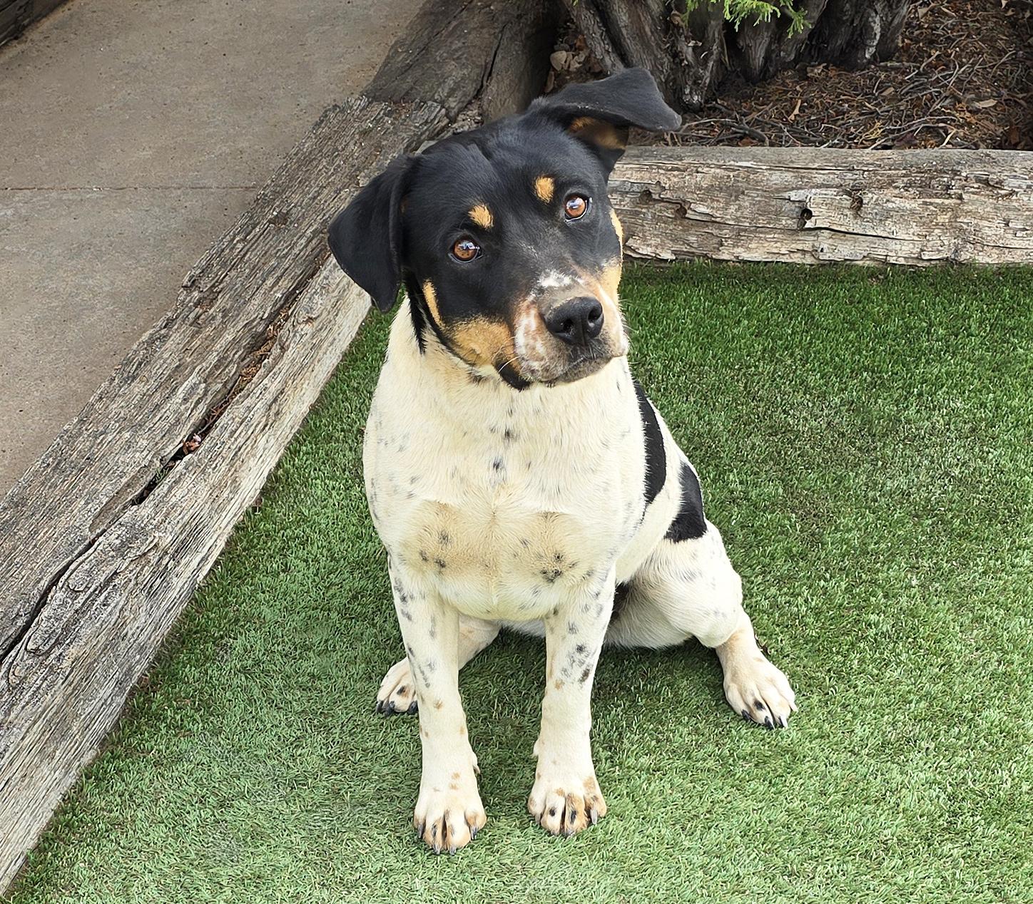 Enlarge Jaunty Ms Jazlyn = BEST of SHOW !!!, a Adoptable mixed breed in Albuquerque, NM image 4/4