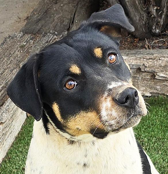 Enlarge Jaunty Ms Jazlyn = BEST of SHOW !!!, a Adoptable mixed breed in Albuquerque, NM image 1/2