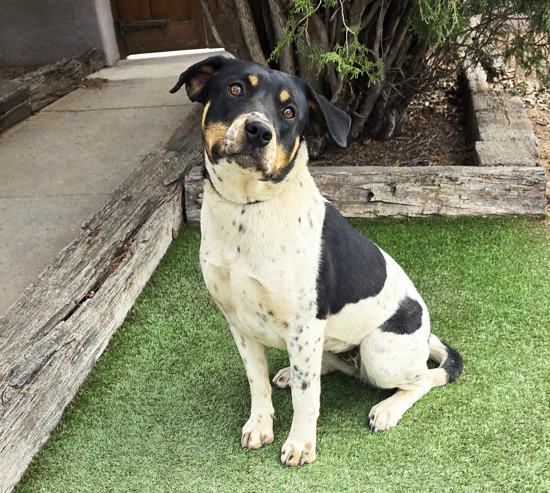 Enlarge Jaunty Ms Jazlyn = BEST of SHOW !!!, a Adoptable mixed breed in Albuquerque, NM image 3/4