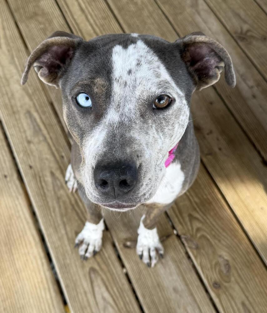 Honey Bunny, Adoptable, Young Female Pit Bull Terrier & German Shorthaired Pointer.