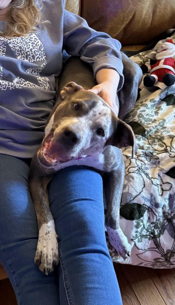 Enlarge Honey Bunny, a Adoptable mixed breed in Chattanooga, TN image 2/4