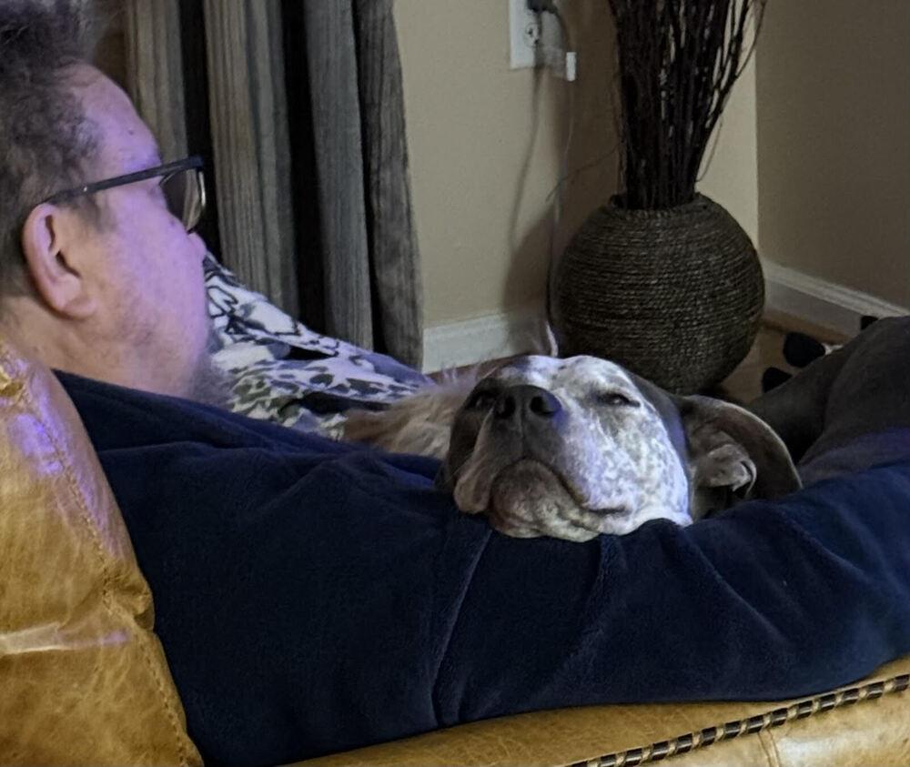 Enlarge Honey Bunny, a Adoptable mixed breed in Chattanooga, TN image 3/4