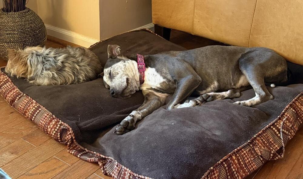 Enlarge Honey Bunny, a Adoptable mixed breed in Chattanooga, TN image 4/4