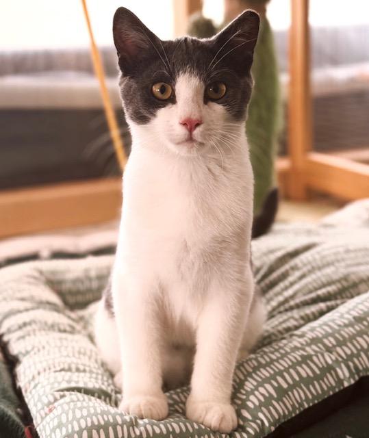 Enlarge Tire Iron Terry, a ADOPTABLE mixed breed in Philadelphia, PA image 2/5