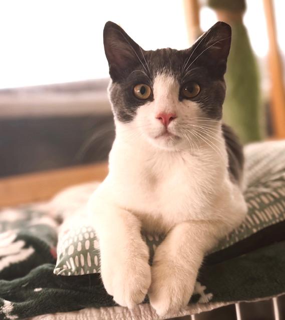 Tire Iron Terry, ADOPTABLE, Kitten Male Russian Blue & Tuxedo.