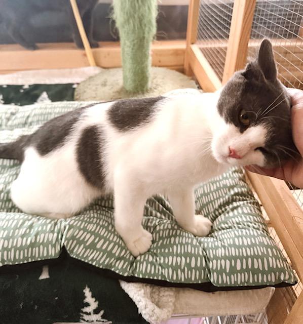 Enlarge Tire Iron Terry, a ADOPTABLE mixed breed in Philadelphia, PA image 5/5