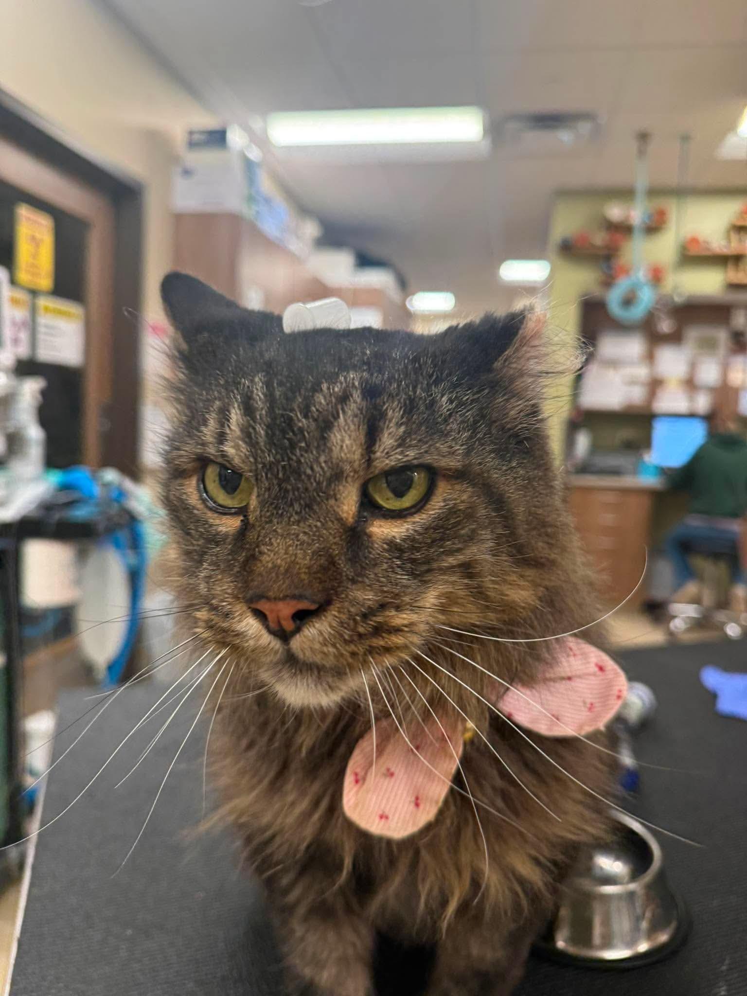 Enlarge Pookie, a Adoptable Domestic Long Hair in Sterling, VA image 2/6