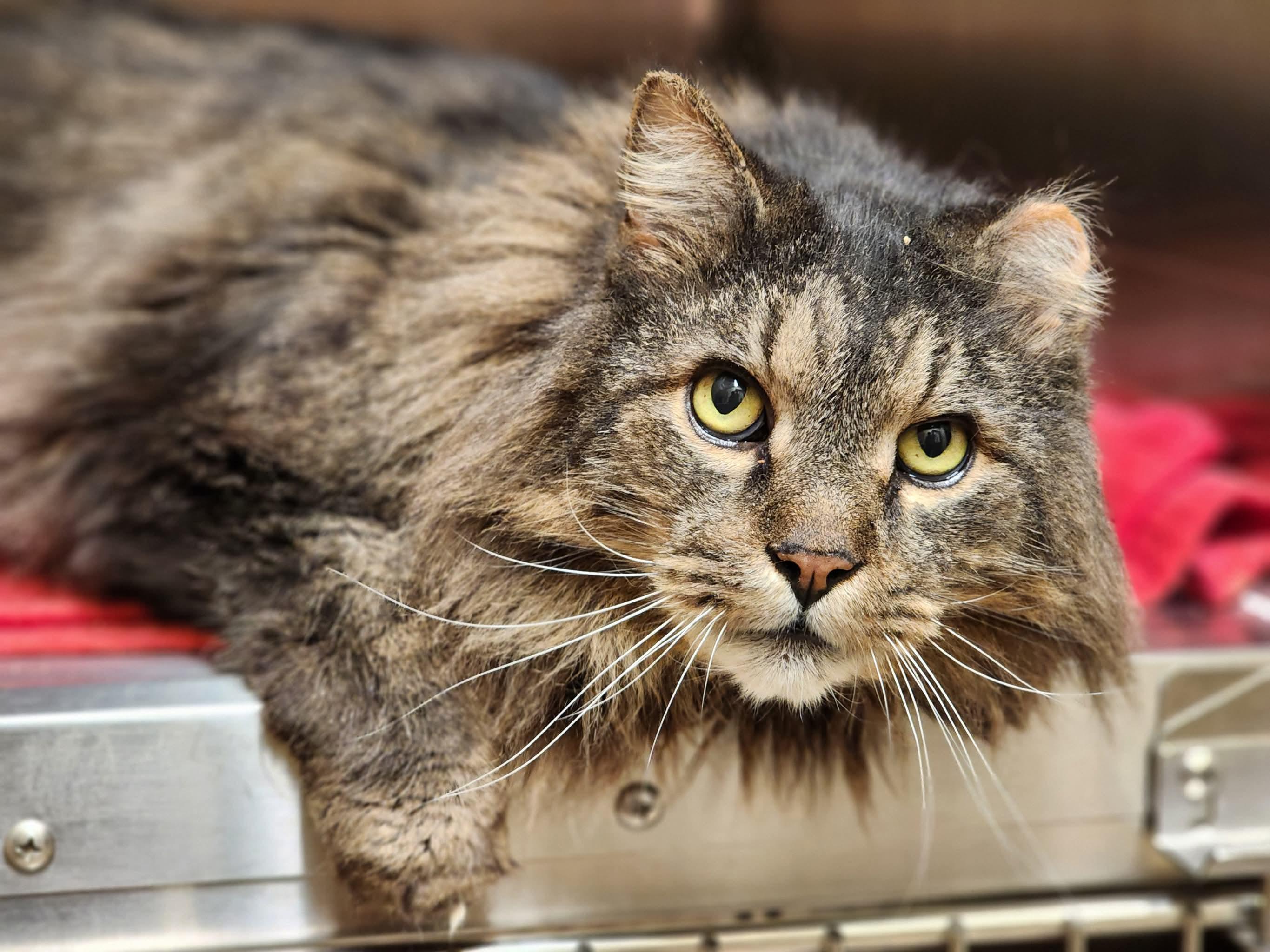 Pookie, Adoptable, Senior Male Domestic Long Hair.