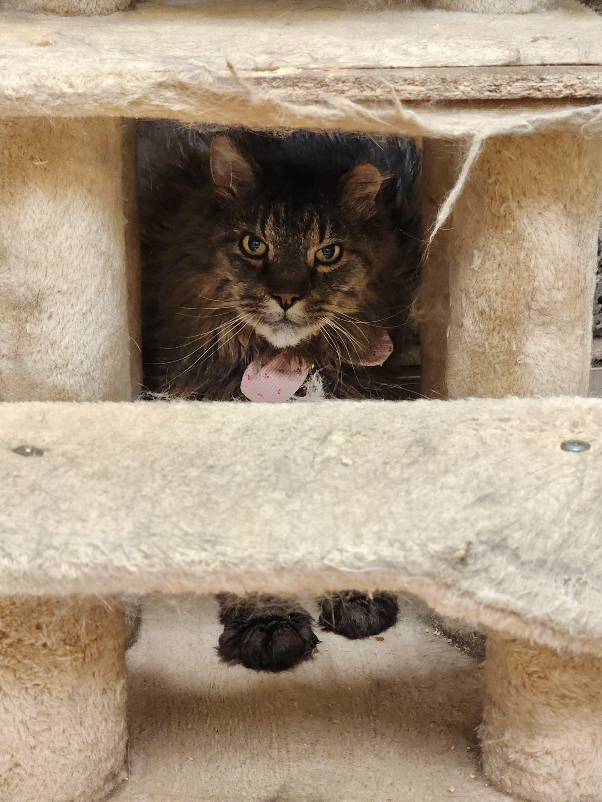 Enlarge Pookie, a Adoptable Domestic Long Hair in Sterling, VA image 5/6