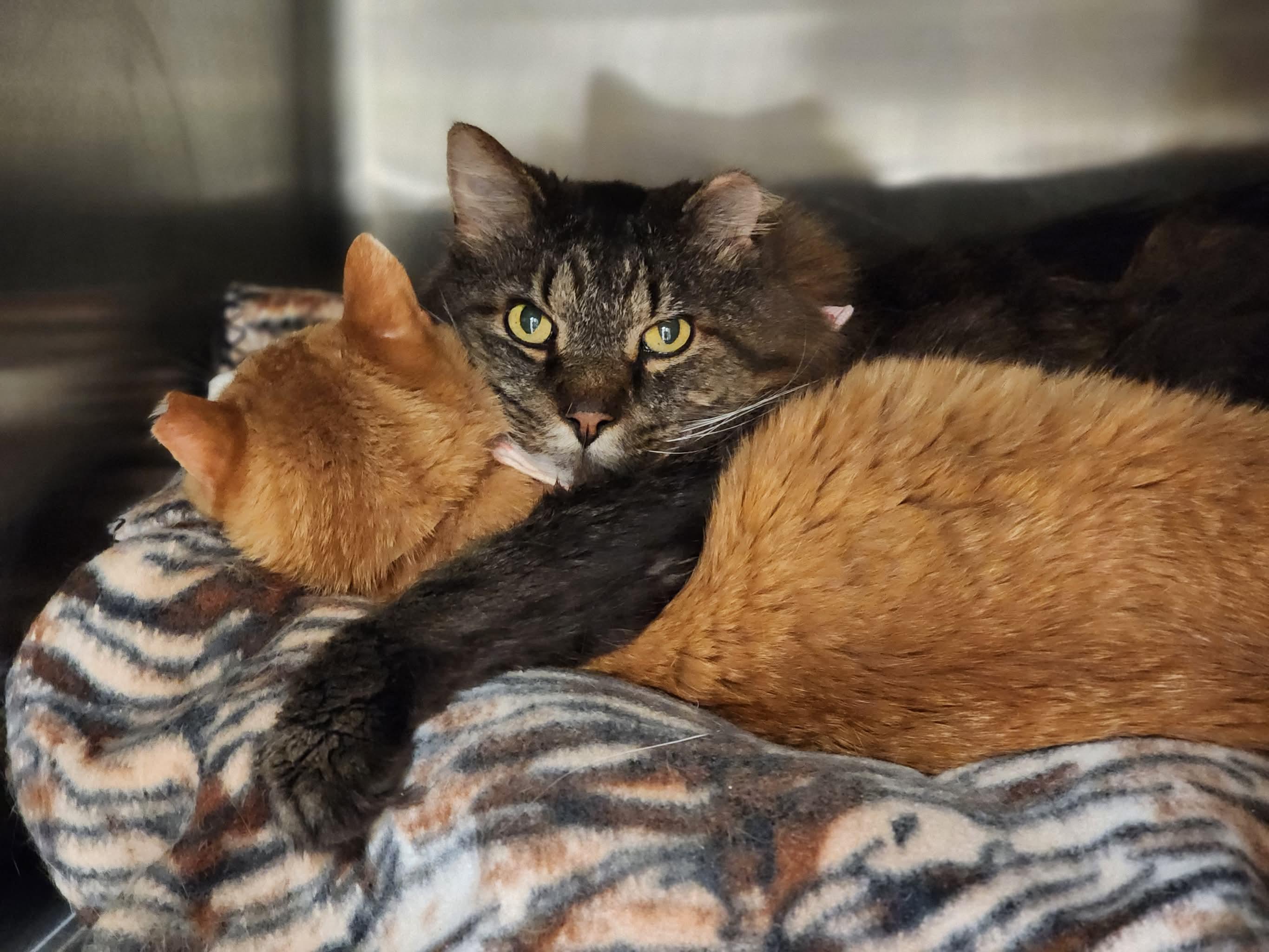 Enlarge Pookie, a Adoptable Domestic Long Hair in Sterling, VA image 6/6