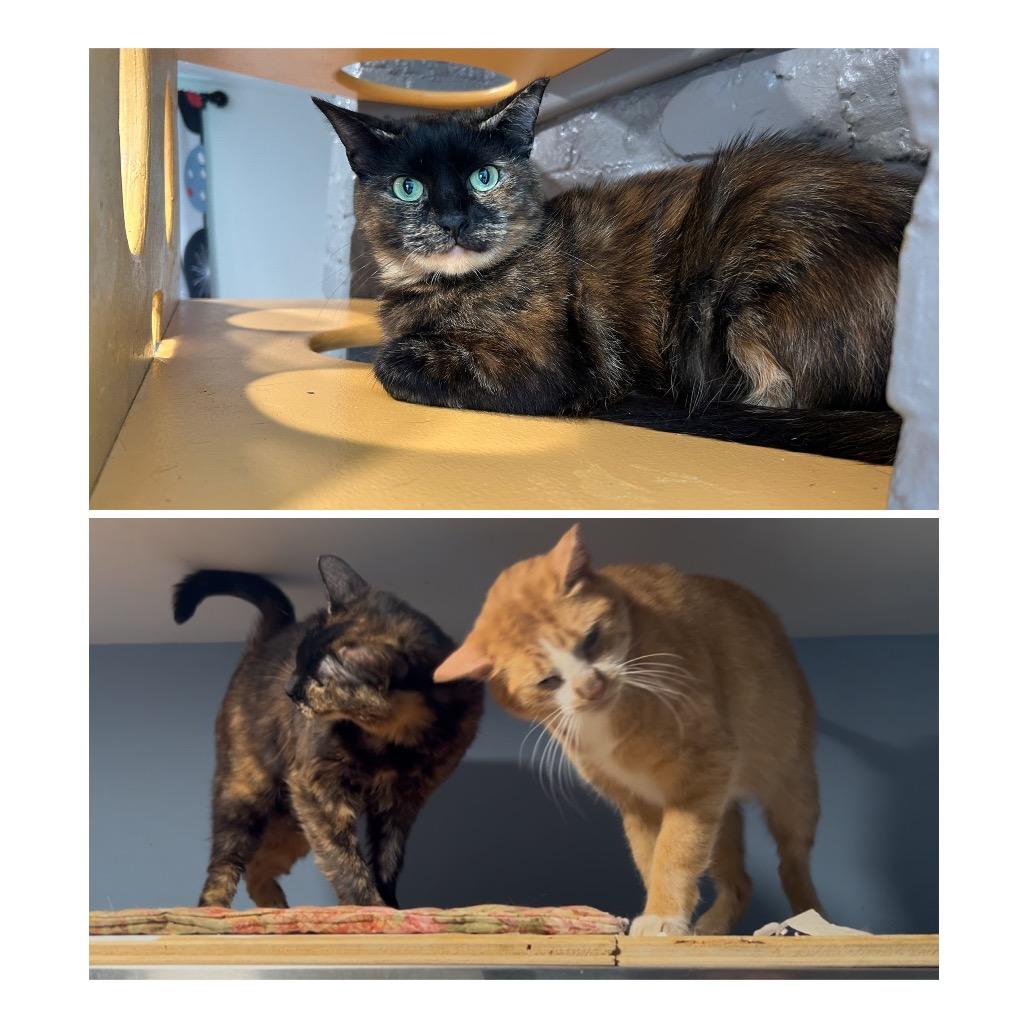 Enlarge Joy, a Adoptable Domestic Short Hair in Oyster Bay, NY image 1/5