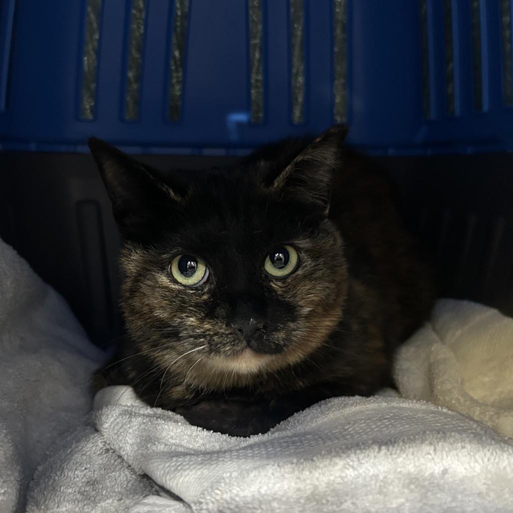 Enlarge Joy, a Adoptable Domestic Short Hair in Oyster Bay, NY image 2/5