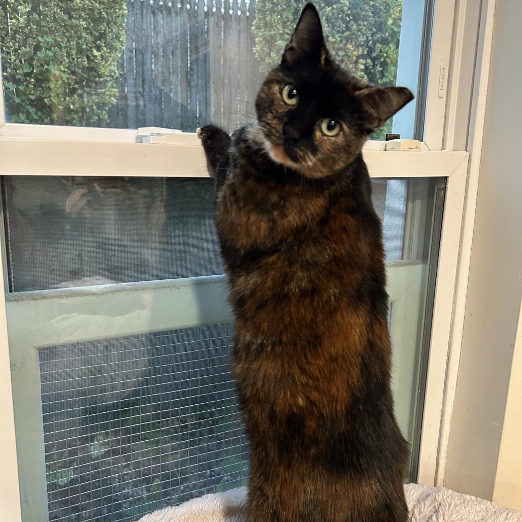 Enlarge Joy, a Adoptable Domestic Short Hair in Oyster Bay, NY image 3/5