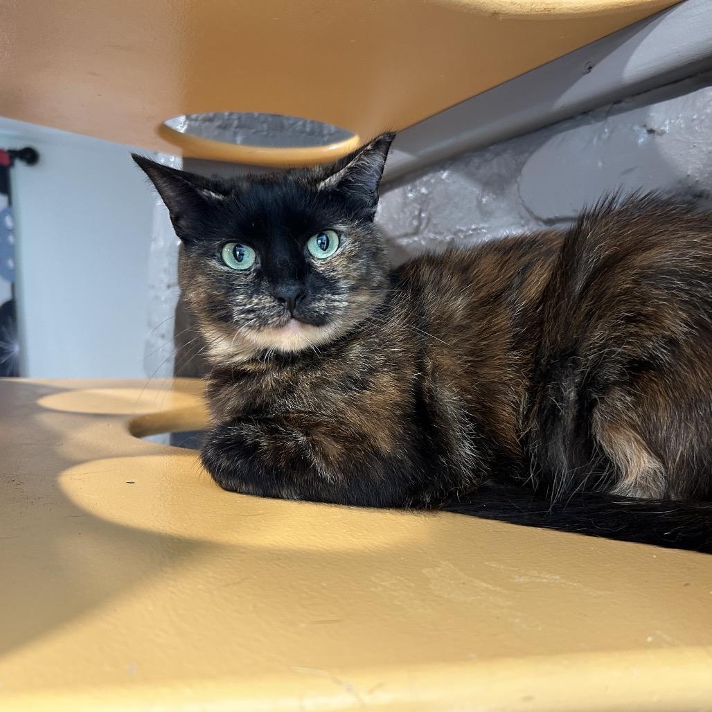 Enlarge Joy, a Adoptable Domestic Short Hair in Oyster Bay, NY image 4/5