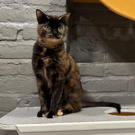 Enlarge Joy, a Adoptable Domestic Short Hair in Oyster Bay, NY image 5/5