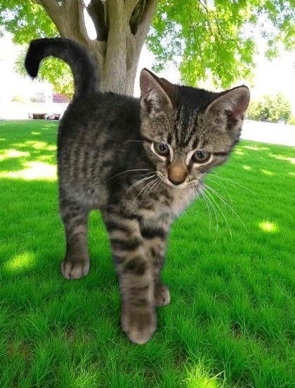 Homer Zuckerman, Adopted, Young Male Domestic Short Hair.