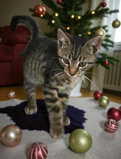 Homer Zuckerman, a Adopted Domestic Short Hair in Sullivan, IN image 2/2