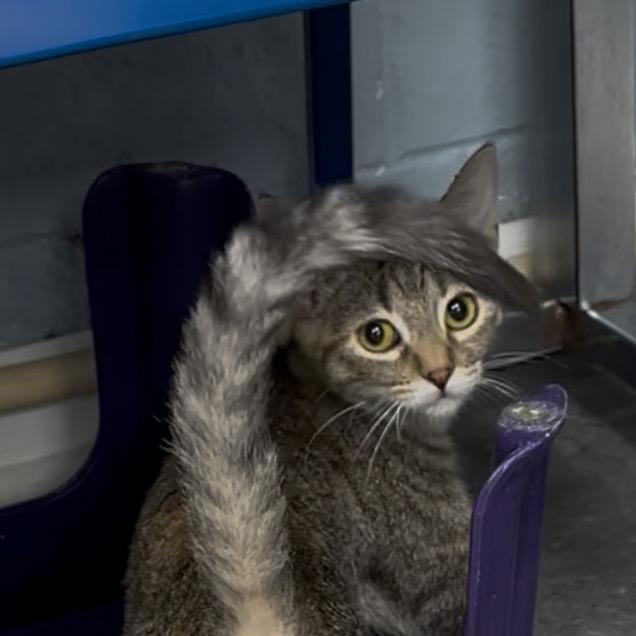 Harper, Adoptable, Young Female Domestic Short Hair.