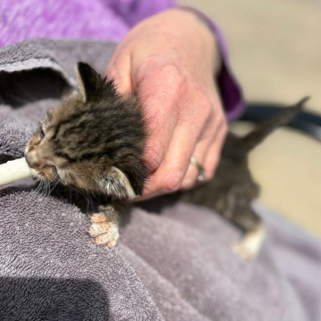 Earth, Adoptable, Kitten Female Domestic Short Hair.