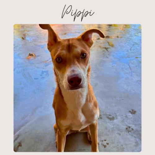 PIPPI, Adoptable, Young Female Siberian Husky & Mixed Breed.