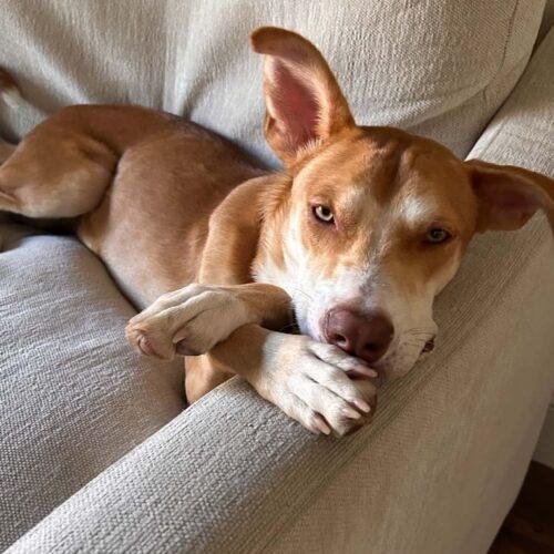 Enlarge PIPPI, a Adoptable mixed breed in San Juan Capistrano, CA image 2/6