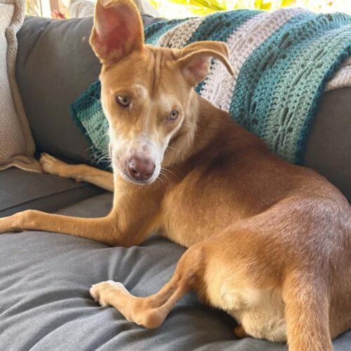 Enlarge PIPPI, a Adoptable mixed breed in San Juan Capistrano, CA image 3/6