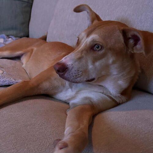 Enlarge PIPPI, a Adoptable mixed breed in San Juan Capistrano, CA image 4/6